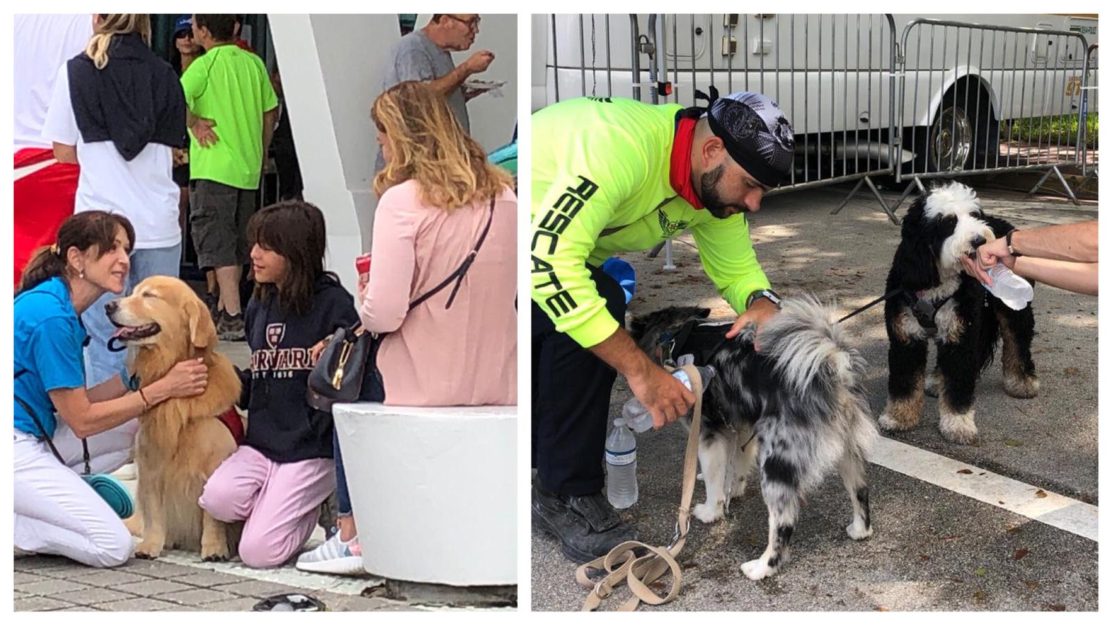 Estos perros llegaron al derrumbe del edificio Champlain Towers Surfside para ayudar a familiares de desaparecidos | Univision 23 Miami WLTV - Vimarsana News